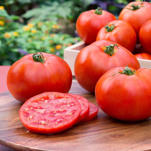 Bonnie Plants Better Boy Tomato (2 Pack) (11 in. Cage)