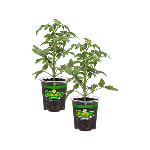 Bonnie Plants Better Boy Tomato (2 Pack) (11 in. Cage)