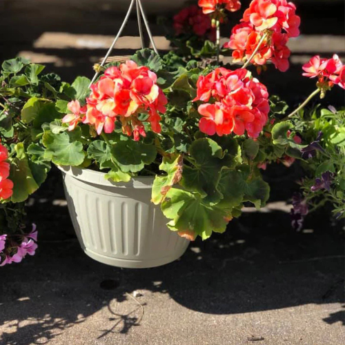 Hanging flower baskets.