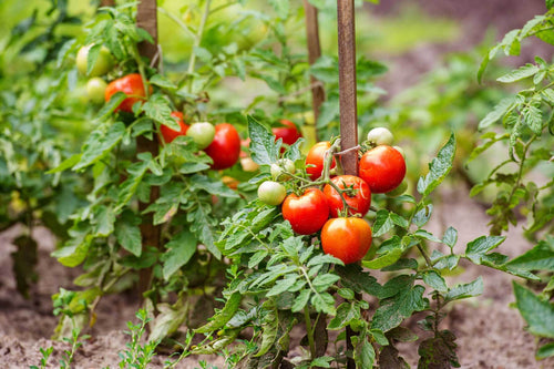 Bonnie Plants Better Boy Tomato (2 Pack) (11 in. Cage)