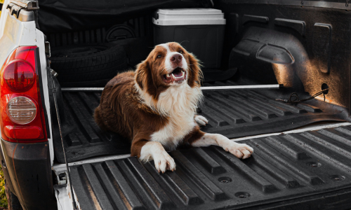 A dog laying down in the bed of a pickup truck.