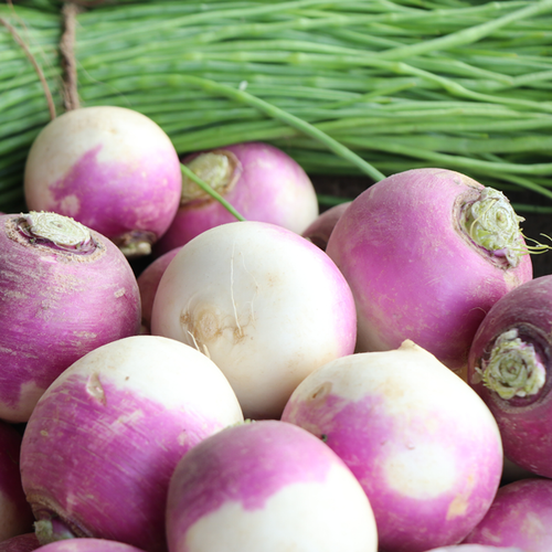 BWI Companies Turnip Purple Top White Globe