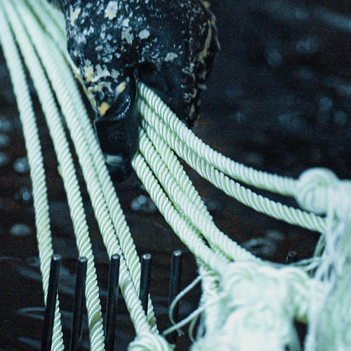 Classic Rope Powerline4 Lite Team Rope, 35-foot Heel