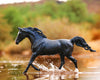 Breyer KB Omega Fahim++++// Retired
