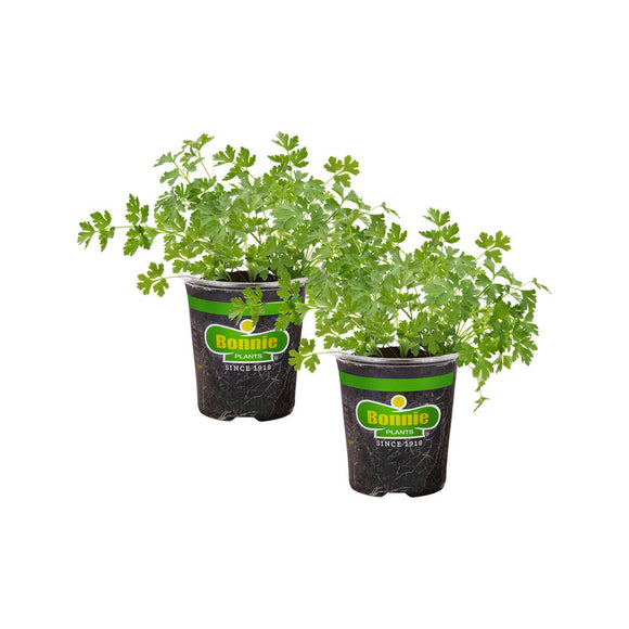 aquavet herbicide Durvet AquaVet® Algae Control - Saltillo, MS