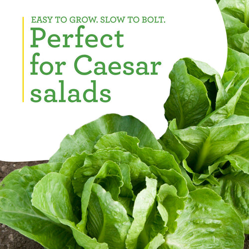 Bonnie Plants Clean and Fresh Green Romaine Lettuce (2 Pack)