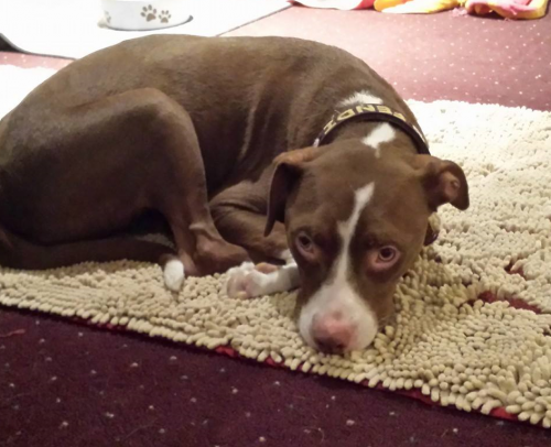 Dog Gone Smart Dirty Dog Large Doormats - Saltillo, MS - Scruggs Farm Supply