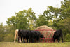 Tarter Steelcor Cattle Hay Feeder (2 Piece, Red)