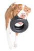 Mammoth TireBiter® Dog Toy (Large 6)
