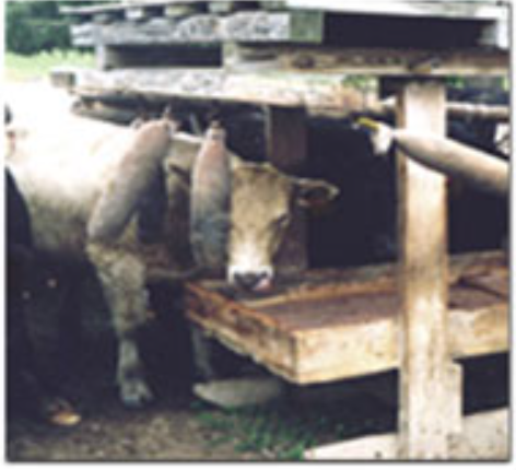 P H White Cow Life Cattle Rub Pink Eye & Fly Control - Saltillo, MS ...