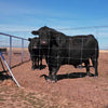 Stay Tuff Cattle-Tuff Fence (49 X 330')